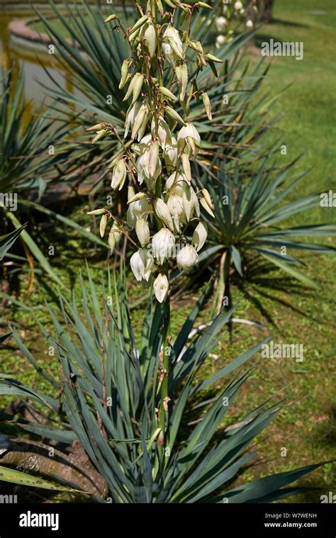 Yucca Aloifolia In Bloom Stock Photo Alamy