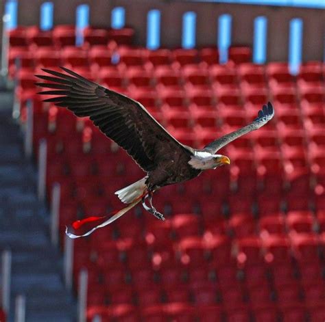 Pin De Raquel Em Benfica Sport Lisboa E Benfica Desenho A L Pis Lisboa