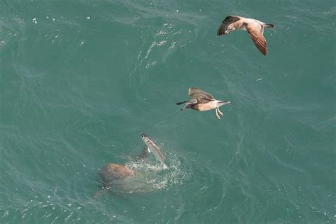 Finless Porpoise l Unique Cetacean - Our Breathing Planet