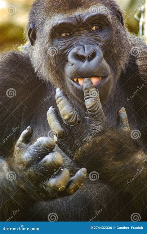 After Eating Some Sweet Potatoes, a Gorilla Licks His Fingers. Stock Photo - Image of forest ...