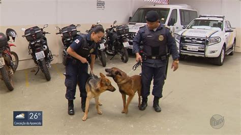 Cães Farejadores São Treinados Para Ajudar Trabalho Da Guarda Municipal