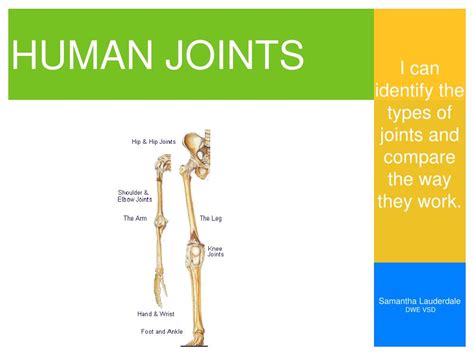 Ppt Human Joints Powerpoint Presentation Free Download Id1400633