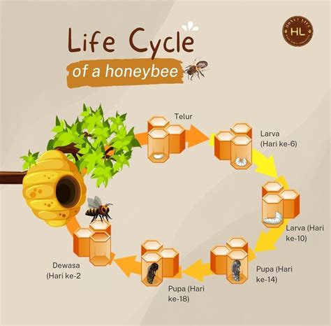 lIfe Cycle Honey Bee