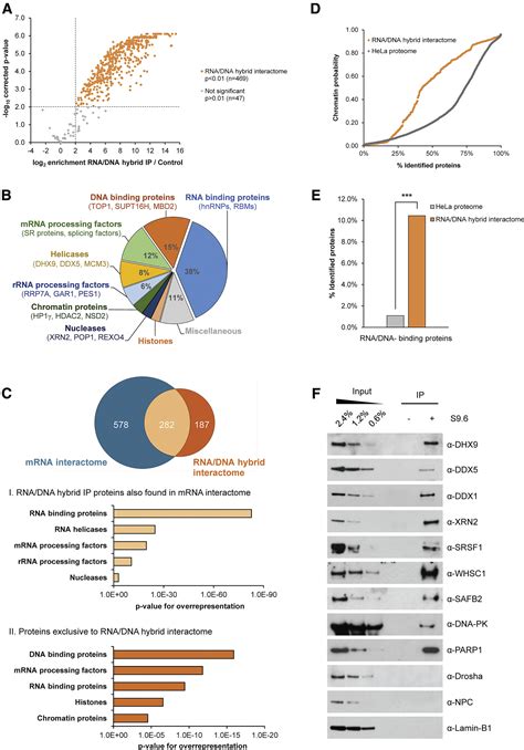 Rna Dna Hybrid Interactome Identifies Dxh As A Molecular Player In