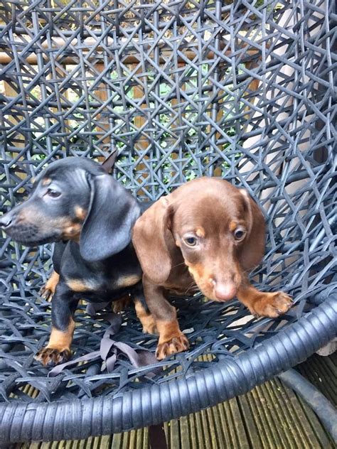 Dachshund Puppies For Sale | Houston, TX #192208 | Petzlover