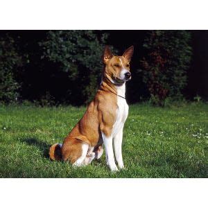 Most Common Basenji Mix Breeds! (2022)