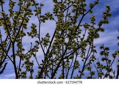 Flowering Pussy Willow Shrub Images Stock Photos Vectors Shutterstock