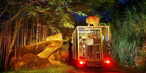 Bali Night Safari Packages | Bali Safari and Marine Park