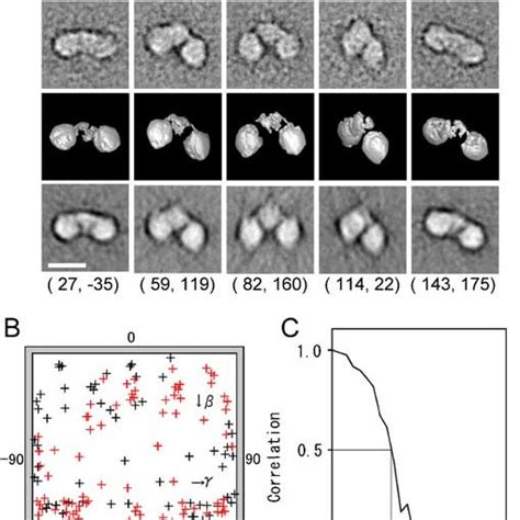 BTB, IVR, and DC domains of Keap1.(A) Purification of the anti-DC ...