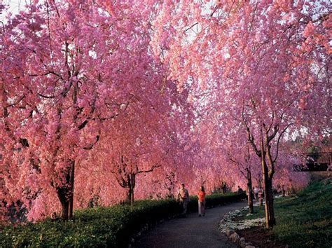 しだれ桜のトンネルは感動モノ！茨城「常陸風土記の丘」でお花見！夜桜のライトアップも！ 茨城県 トラベルjp 旅行ガイド