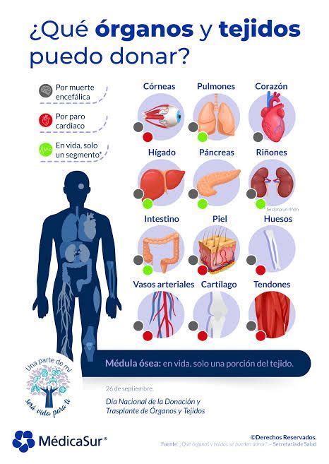 Pin de Neira en Donación de órganos Donación de órganos Intestinos