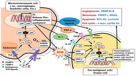 Frontiers Nf κb Mediated Regulation Of Tumor Cell Proliferation In