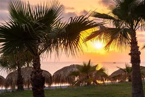 Tropical Palm Tree, Summer Sunset. Ocean Landscape Stock Image - Image