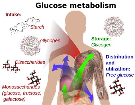 Difference Between Glucose and Fructose