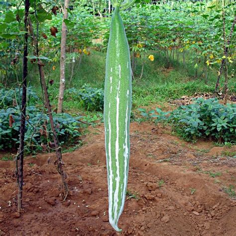 Snake Gourd ( Small )Traditional Seeds - GardenHunt