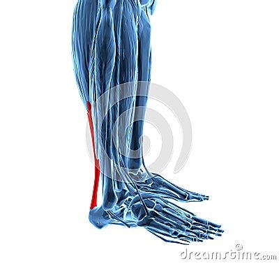 Achilles Tendon With Lower Leg Muscles Stock Illustration Image