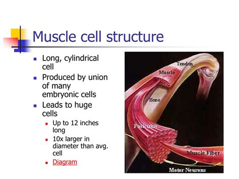 PPT - Muscle Cell Function PowerPoint Presentation, free download - ID:1778779