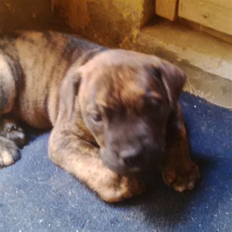 Boerboel - 100% Pure Breed - (brindle) - For Sale - Pets - Nigeria