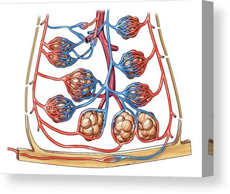 Bronchial Tree Canvas Print Canvas Art By Asklepios Medical Atlas