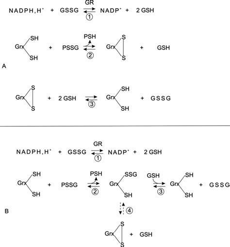 The Glutaredoxin Mono And Di Thiol Mechanisms For Deglutathionylation