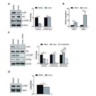 5 Aza Effects On Akt MTOR And MAPK Signaling Pathways A Western Blot