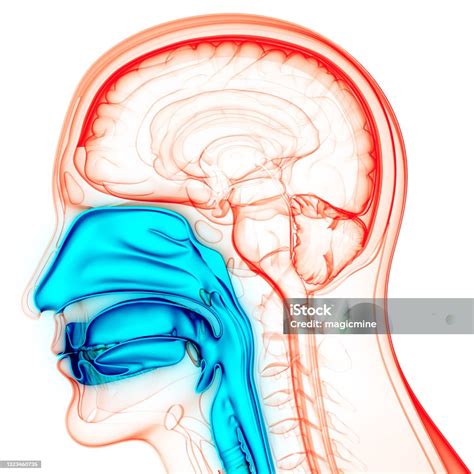 Sistem Pernapasan Manusia Laring Dan Anatomi Faring Foto Stok Unduh