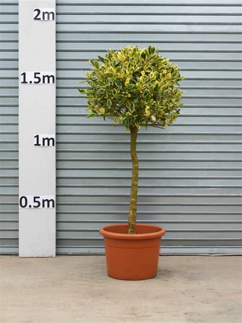 Palmbrokers - Catalogue - Topiary Trees for Hire - Variegated Holly Standard