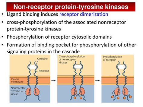 PPT Cell Signaling I Signaling Molecules And Their Receptors