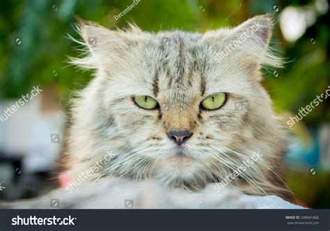 angry cat face close stock photo  shutterstock