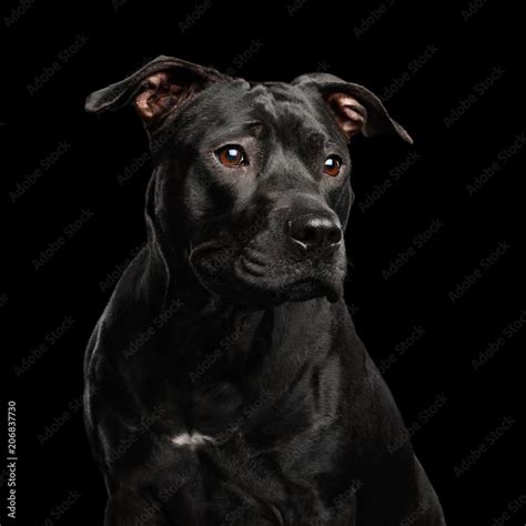 Adorable Portrait Of Pitbull Dog Isolated On Black Background Front