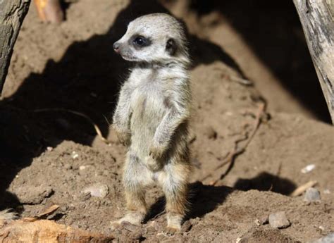 Meerkat Facts For Kids & Adults: Pictures, Video & In-Depth Information.