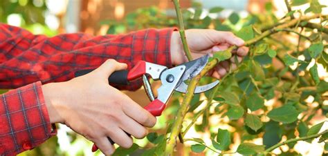 Come Potare Le Piante Le Regole Per Non Sbagliare Arreda Il Giardino