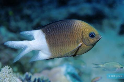 Acanthochromis Liste Des Poissons Fishipedia