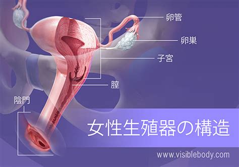 visible body