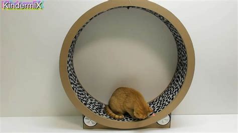 17 Diy Cat Wheel Plans For Your Feline Friend Solar Living Savvy