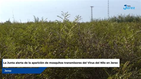 La Junta Alerta De La Aparici N De Mosquitos Transmisores Del Virus Del