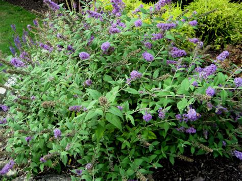 A GUIDE TO NORTHEASTERN GARDENING: Pruning Buddleia (Butterfly Bush)