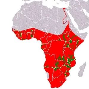 Where Do Hippos Live? Geographic Distribution Explained