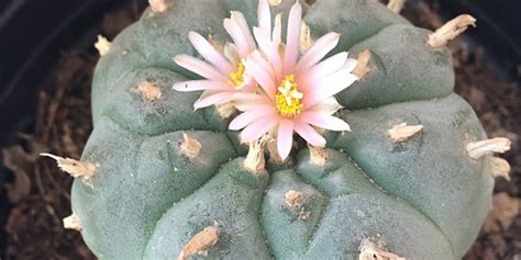 Peyotl Lophophora Williamsii Un Cactus Hallucinogène Plantation Culture Entretien