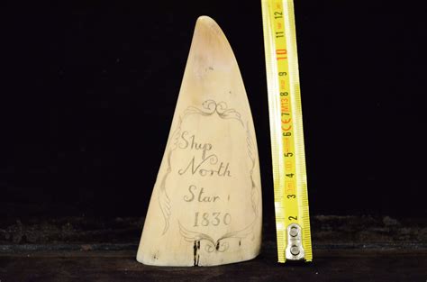 Scrimshaw Di Un Dente Di Balena Inciso Verticalmente Pregevole Fattura