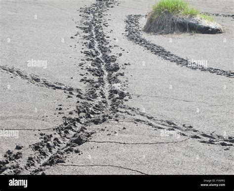 Alligator In Mud High Resolution Stock Photography and Images - Alamy