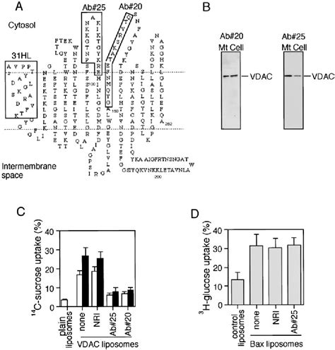 Figure From Essential Role Of Voltage Dependent Anion Channel In