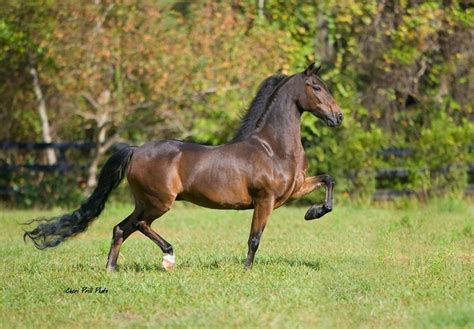 Hackney Pony | High Stepping Ponies | Pinterest