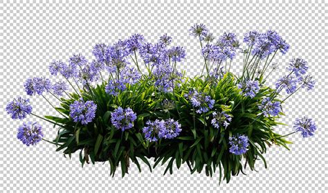 Agapanthus Flower Transparent Png