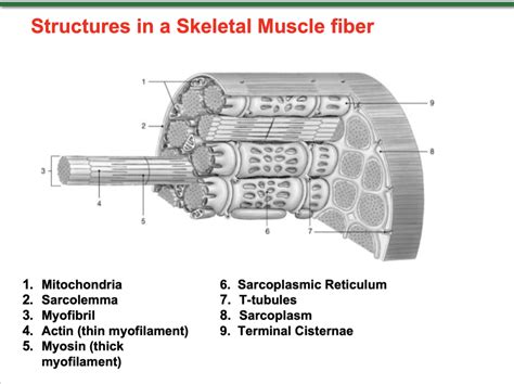 Structures of Skeletal Muscle Fiber Diagram Diagram | Quizlet