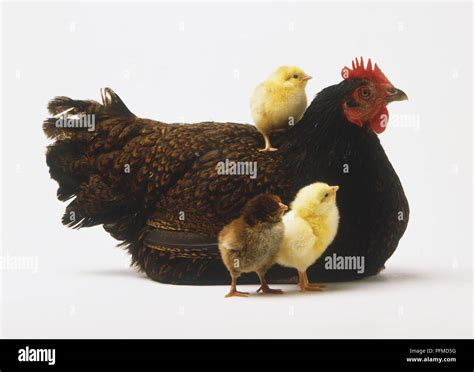 Baby Chicks Sitting On Hen Hi Res Stock Photography And Images Alamy