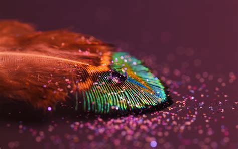 Glittering Feather A Stunning Hd Wallpaper