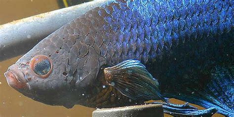 Betta Fish Diseases How To Treat A Sick Betta Fish