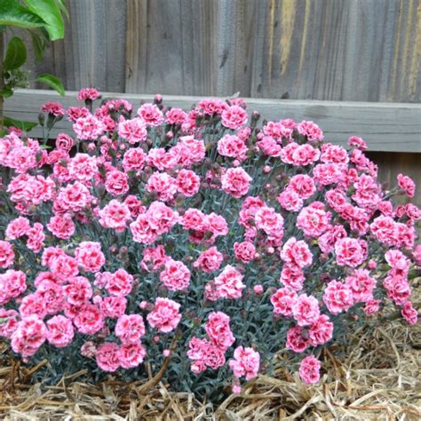 Dianthus Sugar Plum