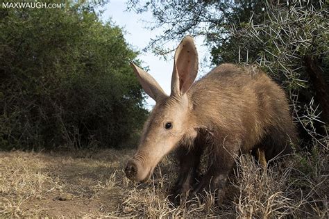 Daytime Aardvark For Many Photographers And Wildlife Enthusiasts The